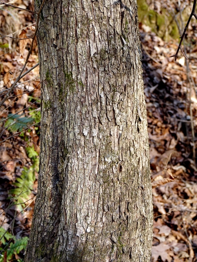 {Ostrya virginiana}